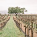 Indulge in the Best Local Winery and Vineyard in California for Bold and Flavorful Red Wines