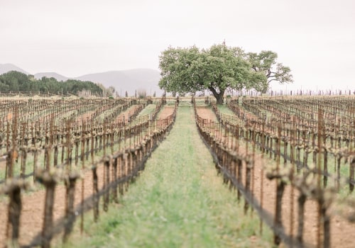 Indulge in the Best Local Winery and Vineyard in California for Bold and Flavorful Red Wines